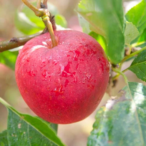 Apple Katy 4 Apple Katy - Image 2