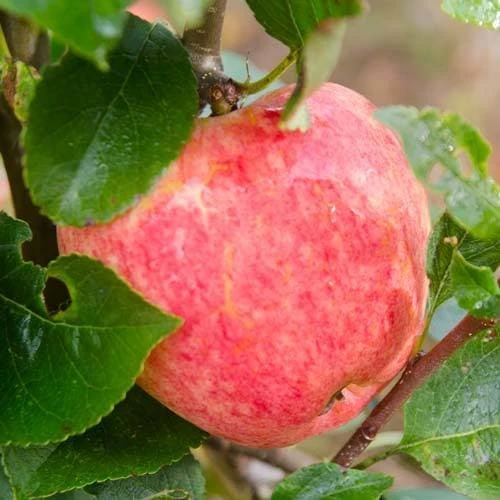 Apple Katy 6 Apple Katy - Image 4