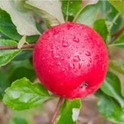 Apple Katy 11 Apple Katy -Fruit Garden Shop Katie03