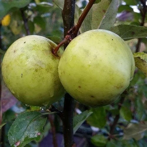 Apple Keegan’s Crab 4 Apple Keegan’s Crab - Image 2