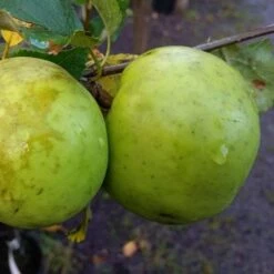 Apple Keegan’s Crab 7 Apple Keegan’s Crab -Fruit Garden Shop Keegans Crab 2