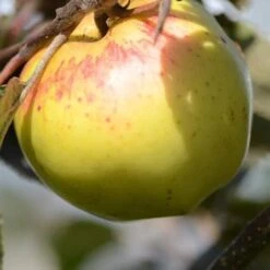Apple Kemp -Fruit Garden Shop Kemp A02