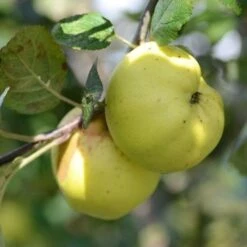 Apple Kemp -Fruit Garden Shop Kemp A03