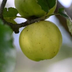 Apple Kemp -Fruit Garden Shop Kemp A05