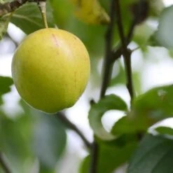 Apple Kerry Pippin -Fruit Garden Shop Kerry Pippin A02