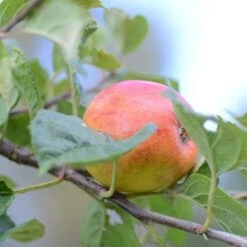 Apple Kerry Pippin -Fruit Garden Shop Kerry Pippin A04