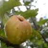 Apple Keswick Codlin -Fruit Garden Shop Keswick Codling A01
