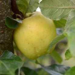 Apple Keswick Codlin -Fruit Garden Shop Keswick Codling A03