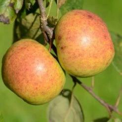 Apple Kilkenny Pearmain -Fruit Garden Shop Kilkenny Pearmain A02
