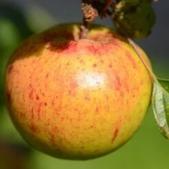 Apple Kilkenny Pearmain