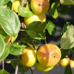 Apple Kilkenny Pearmain -Fruit Garden Shop Kilkenny Pearmain A04