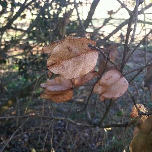Koelreuteria Bipinnata - Chinese Flame Tree 4 Koelreuteria Bipinnata - Chinese Flame Tree - Image 2