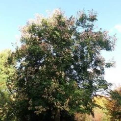 Koelreuteria Bipinnata - Chinese Flame Tree 12 Koelreuteria Bipinnata - Chinese Flame Tree -Fruit Garden Shop Koelreuteria bipinata 03