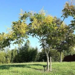 Koelreuteria Bipinnata - Chinese Flame Tree 13 Koelreuteria Bipinnata - Chinese Flame Tree -Fruit Garden Shop Koelreuteria bipinata 04