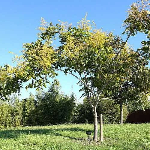 Koelreuteria Bipinnata - Chinese Flame Tree 8 Koelreuteria Bipinnata - Chinese Flame Tree - Image 6