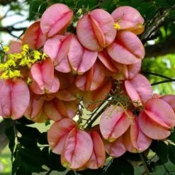 Koelreuteria Bipinnata - Chinese Flame Tree