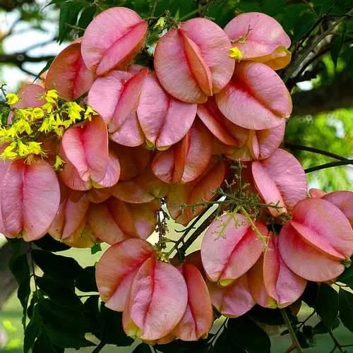 Koelreuteria Bipinnata - Chinese Flame Tree 3 Koelreuteria Bipinnata - Chinese Flame Tree
