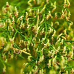 Lagarostrobos Franklinii - Huon Pine 9 Lagarostrobos Franklinii - Huon Pine -Fruit Garden Shop Lagarostrobos franklinii 04