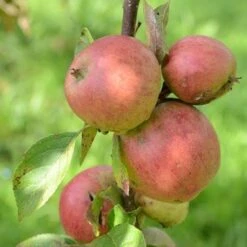 Apple Laxton Superb -Fruit Garden Shop Laxton s Superb A02