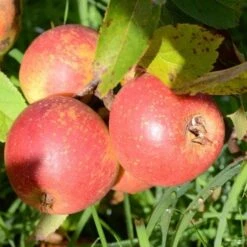 Apple Laxton Superb -Fruit Garden Shop Laxton s Superb A03