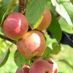 Apple Laxton Superb