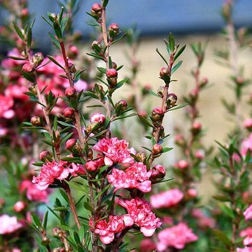 Leptospermum Scoparium Coral Candy 4 Leptospermum Scoparium Coral Candy - Image 2