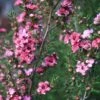 Leptospermum Scoparium Coral Candy 1 Leptospermum Scoparium Coral Candy -Fruit Garden Shop Leptospermum Coral Candy 02