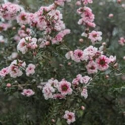 Leptospermum Scoparium Coral Candy 8 Leptospermum Scoparium Coral Candy -Fruit Garden Shop Leptospermum Coral Candy 03