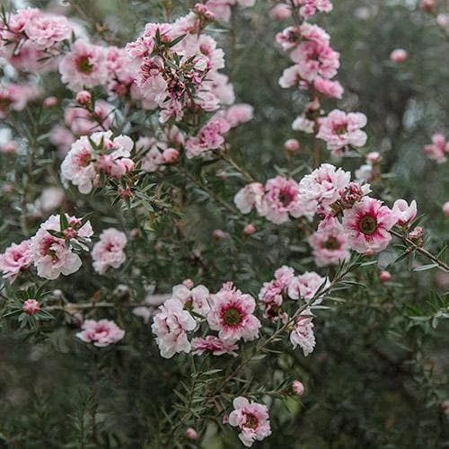 Leptospermum Scoparium Coral Candy 5 Leptospermum Scoparium Coral Candy - Image 3