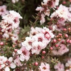 Leptospermum Scoparium Apple Blossom 9 Leptospermum Scoparium Apple Blossom -Fruit Garden Shop Leptospermum scoparium Appleblossom 01
