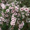 Leptospermum Scoparium Apple Blossom -Fruit Garden Shop Leptospermum scoparium Appleblossom 02
