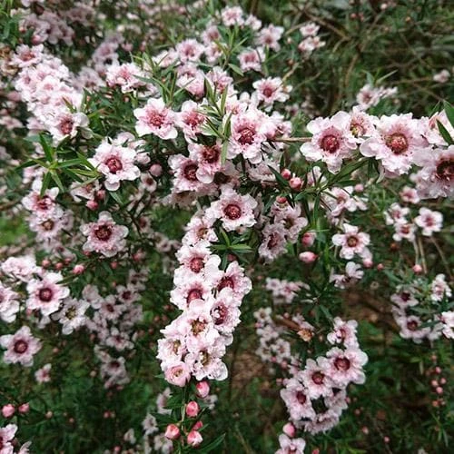 Leptospermum Scoparium Apple Blossom 3 Leptospermum Scoparium Apple Blossom