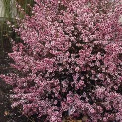 Leptospermum Scoparium Martini -Fruit Garden Shop Leptospermum scoparium Martinii 01