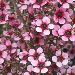 Leptospermum Scoparium Martini -Fruit Garden Shop Leptospermum scoparium Martinii 02