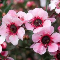 Leptospermum Scoparium Martini -Fruit Garden Shop Leptospermum scoparium Martinii 03