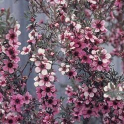 Leptospermum Scoparium Martini -Fruit Garden Shop Leptospermum scoparium Martinii 05