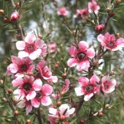Leptospermum Scoparium Martini -Fruit Garden Shop Leptospermum scoparium Martinii 06