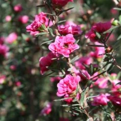 Leptospermum Scoparium Winter Cheer 11 Leptospermum Scoparium Winter Cheer -Fruit Garden Shop Leptospermum scoparium Winter Cheer 03