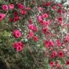 Leptospermum Scoparium Winter Cheer 1 Leptospermum Scoparium Winter Cheer -Fruit Garden Shop Leptospermum scoparium Winter Cheer 05