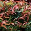 Leucothoe Keiskei Burning Love 1 Leucothoe Keiskei Burning Love -Fruit Garden Shop Leucothoe Burning Love 03