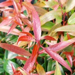 Leucothoe Keiskei Burning Love -Fruit Garden Shop Leucothoe Burning Love 04