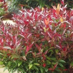 Leucothoe Keiskei Burning Love -Fruit Garden Shop Leucothoe Burning Love 05