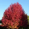 Liquidambar Styraciflua Lane Roberts -Fruit Garden Shop Liquidambarstyrac.LaneRoberts1