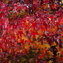 Liquidambar Styraciflua Lane Roberts -Fruit Garden Shop Liquidambarstyrac.LaneRoberts2