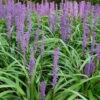 Liriope Muscari Moneymaker -Fruit Garden Shop LiriopemuscariMoneymaker