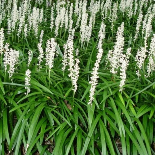 Liriope Muscari Monroe White 3 Liriope Muscari Monroe White
