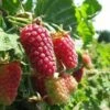Loganberry Thornless -Fruit Garden Shop Loganberry 01 9882d937 a07a 48bd 9401 cf09ed6727ca