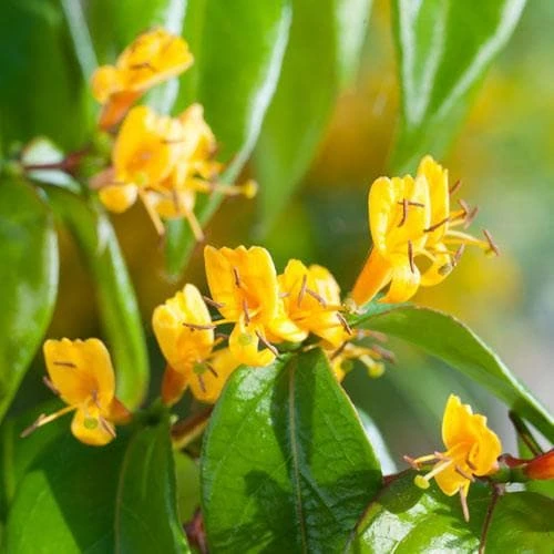 Lonicera Henryi Copper Beauty 5 Lonicera Henryi Copper Beauty - Image 3