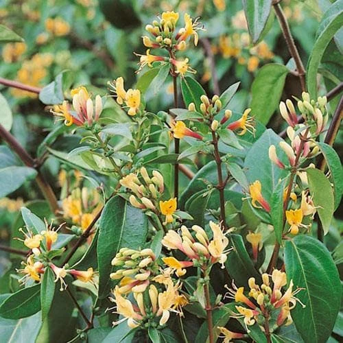 Lonicera Henryi Copper Beauty 4 Lonicera Henryi Copper Beauty - Image 2