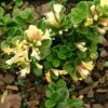 Lonicera Crassifolia 1 Lonicera Crassifolia -Fruit Garden Shop Lonicera crassifola 05